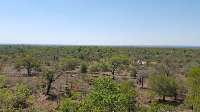 Lowveld vegetation of the Kruger National Park