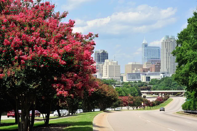 The Raleigh skyline with crepe myrtle trees in bloom 2017