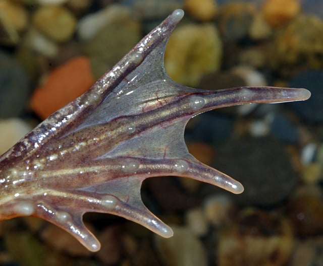 Webbed hind foot of common frog (Rana temporaria)