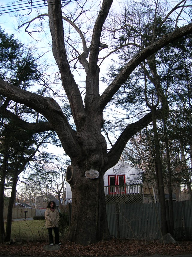 Station Oak Tree, January 2012
