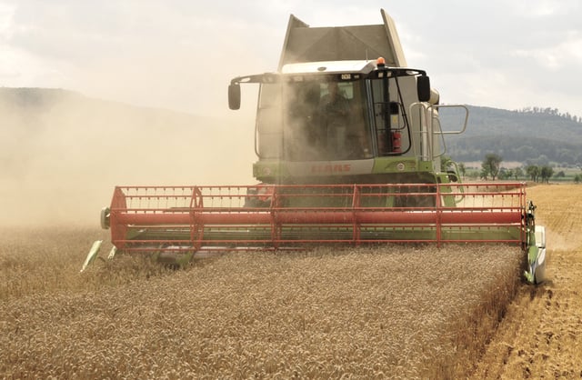 The combine Claas Lexion 584 06833 is threshing the wheat. The combine crushes the chaff and blows it across the field.