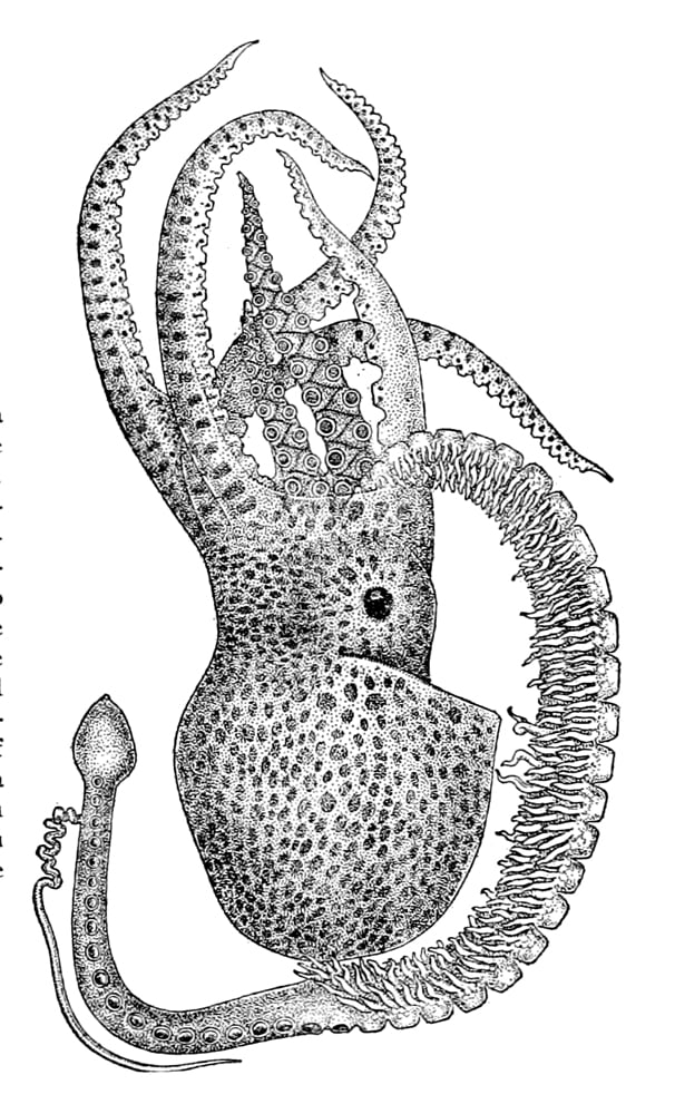 Adult male Tremoctopus violaceus with hectocotylus
