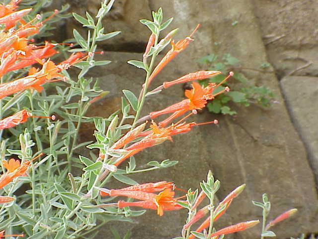 Epilobium canum (zauschneria)