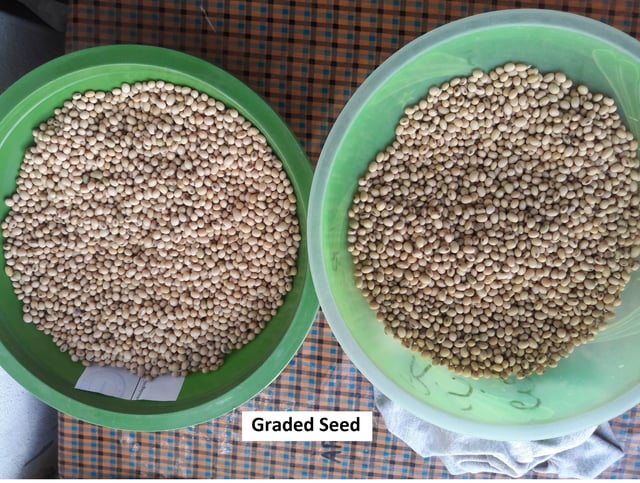 Graded seed