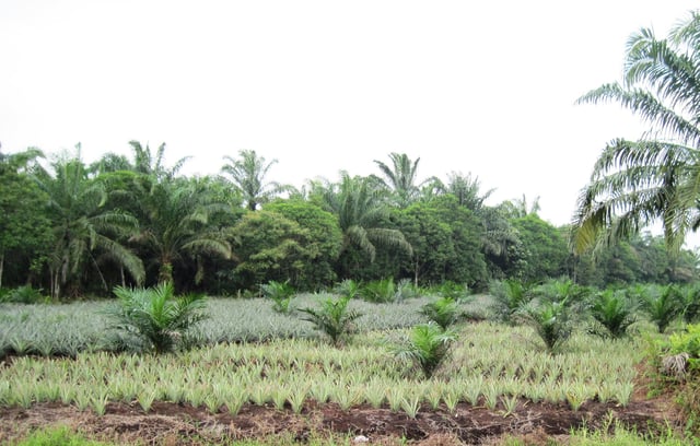 Palm oil and pineapple plantation in Rengit, Batu Pahat District.
