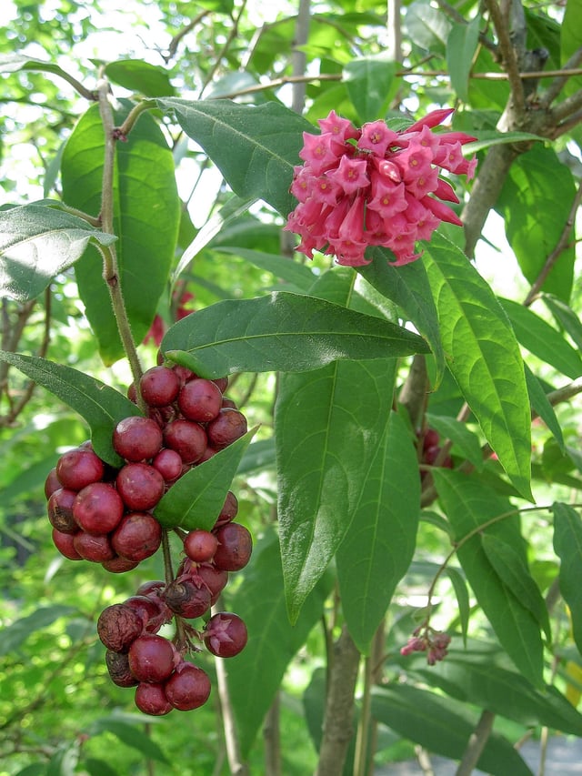 Flowers and berries of Cestrum tomentosum