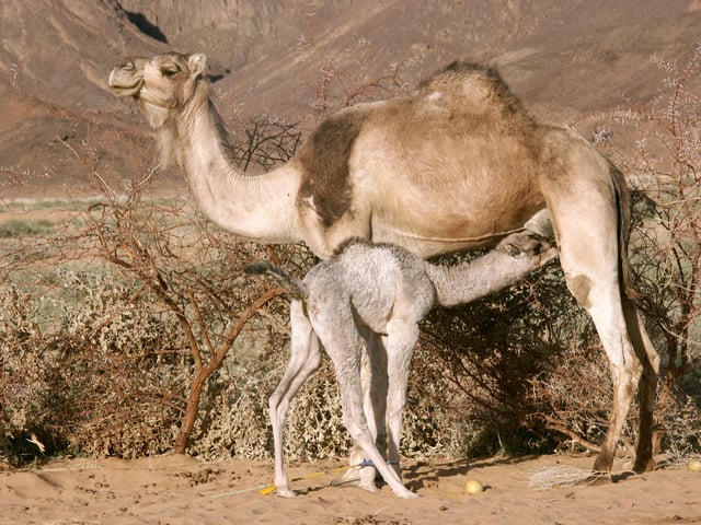 A camel calf nursing on camel milk