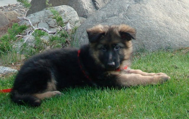 A nine-week-old German Shepherd puppy