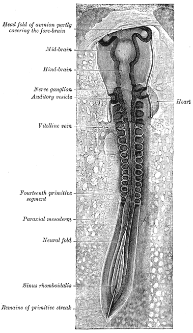 A chicken embryo, showing the paraxial mesoderm on both sides of the neural fold. The anterior (forward) portion has begun to form somites (labeled "primitive segments").