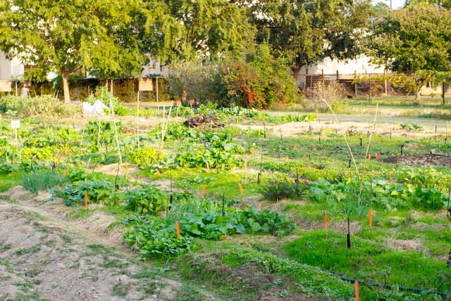 Hill Farm Community Garden