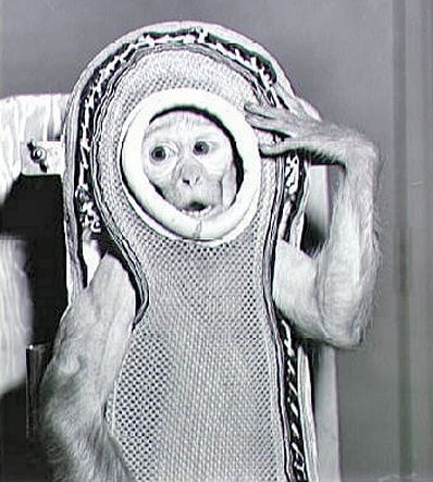 Sam, a rhesus macaque, was flown into space by NASA in 1959
