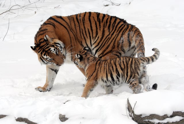 The Siberian tiger is an Endangered (EN) tiger subspecies. Three tiger subspecies are already extinct (see List of carnivorans by population).