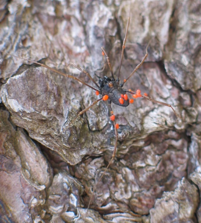 Parasitism: A harvestman arachnid being parasitized by mites. The harvestman is being consumed, while the mites benefit from traveling on and feeding off of their host.