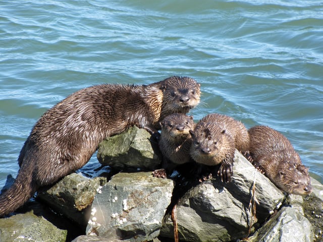 River otter sunning on rocks in the Richmond Marina.