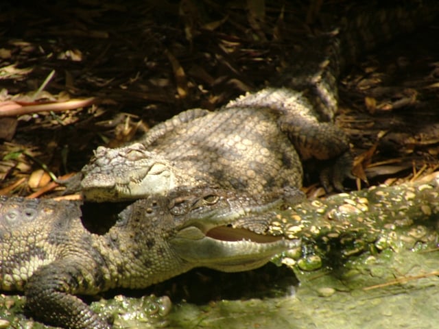 Siamese crocodile, an endangered species