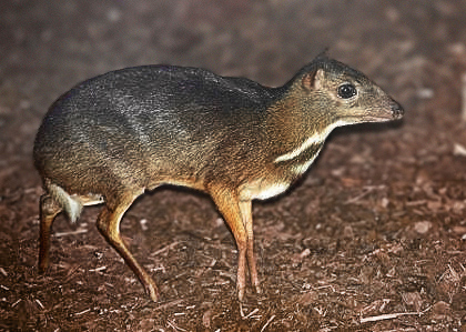 The mouse deer is the smallest even-toed ungulate.