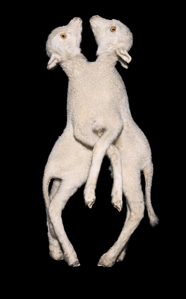 Conjoined twin lambs