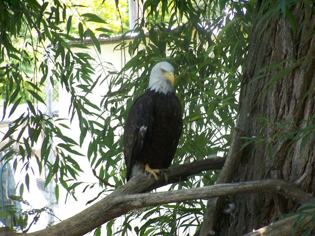 Bald eagle, Zootah at Willow Park
