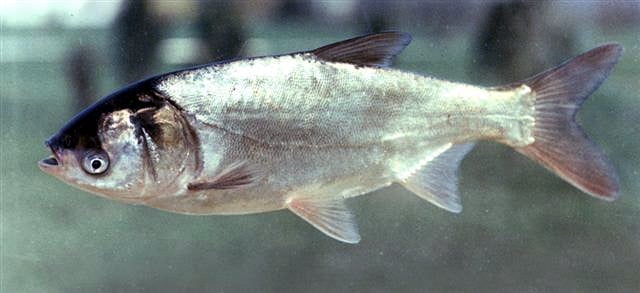 The silver carp is native to the river, but has (like other Asian carp) been spread through large parts of the world with aquaculture