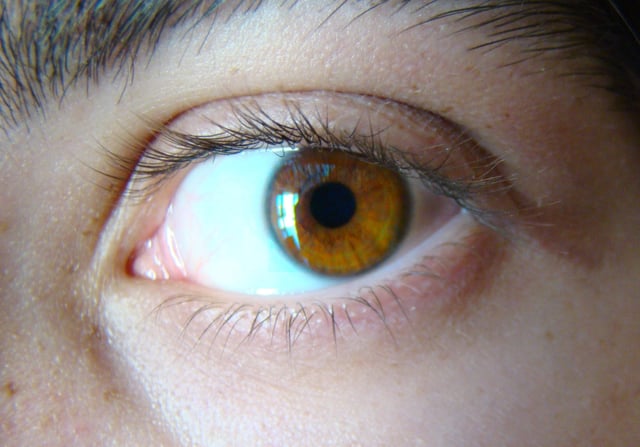 Light brown iris can be found in Europe, West Asia, South Asia, Central Asia and among the Americas.