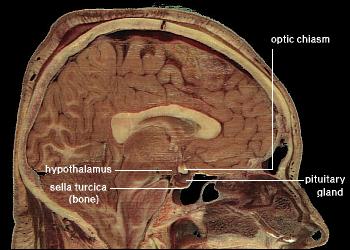 Cross-section of a human head, showing location of the hypothalamus