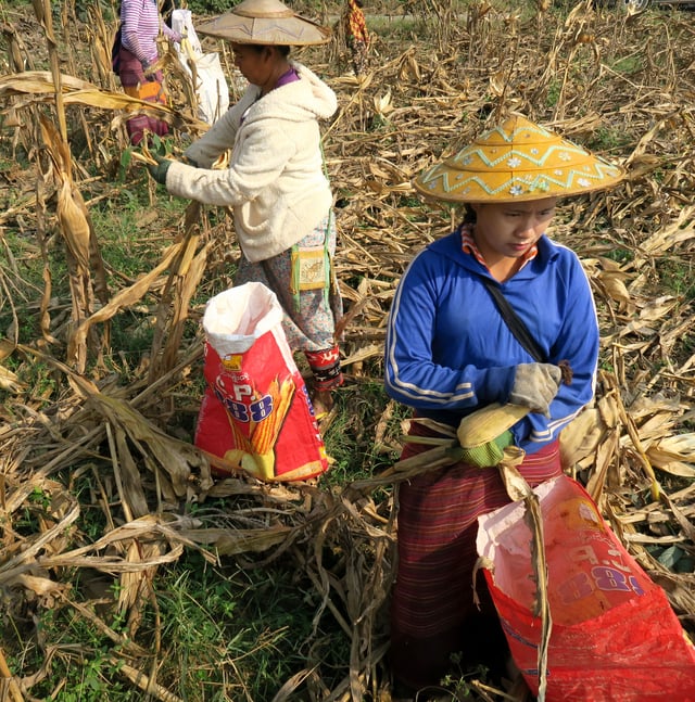 Hand-picking harvest of maize in Myanmar.