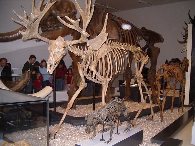 Stag-moose was the largest cervid ever to live