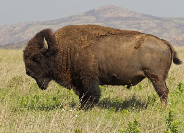 Male plains bison in the Wichita Mountains of Oklahoma