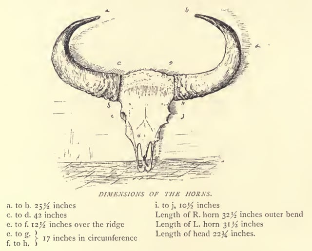 Dimensions of the horns