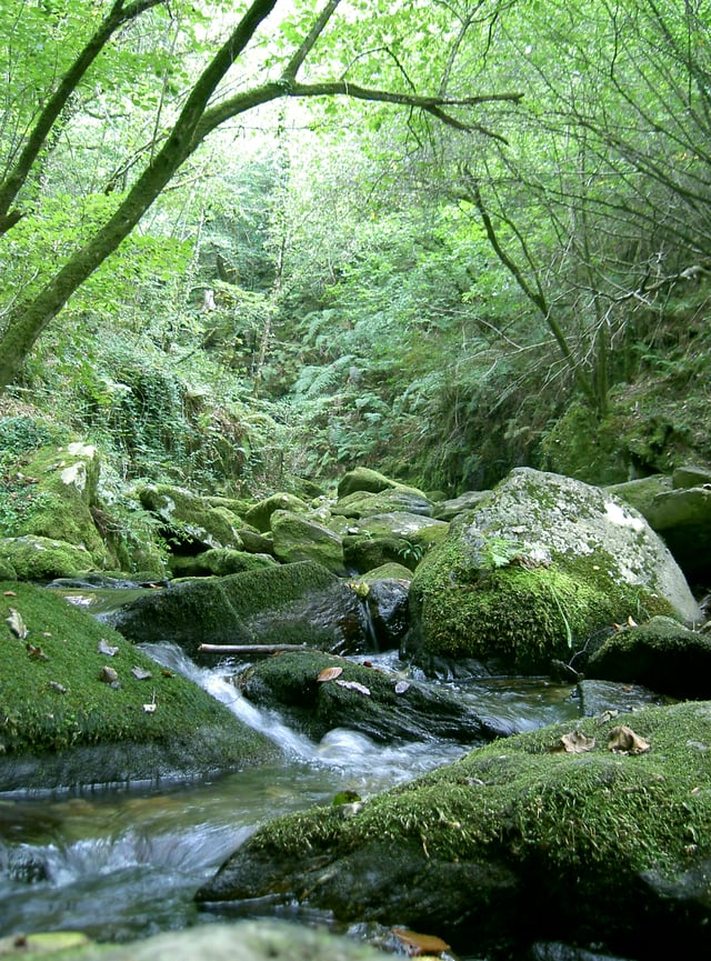 Riparian forest on the banks of the Eume
