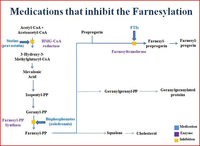 Potential therapeutic targets for the inhibition of progerin farnesylation