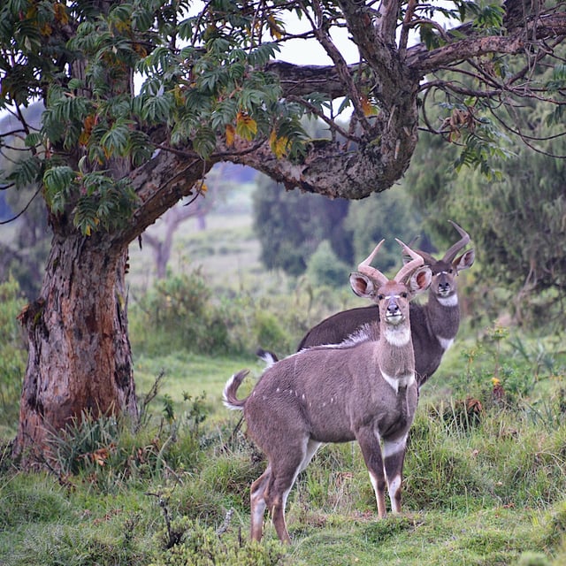 Mountain nyalas in Bale Mountains National Park, one of several wildlife reserves in Ethiopia