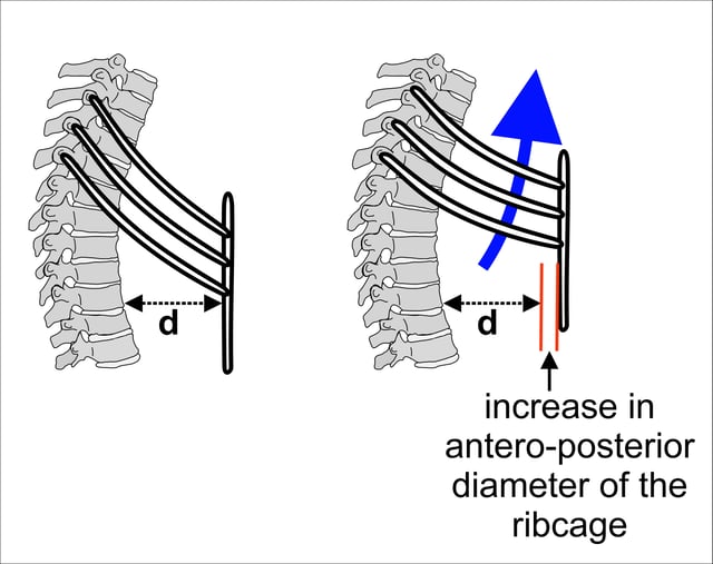 The effect of the respiratory muscles in expanding the rib cage.