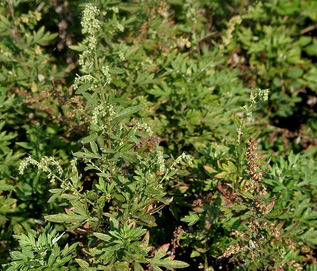 Artemisia nilagirica (Indian wormwood)