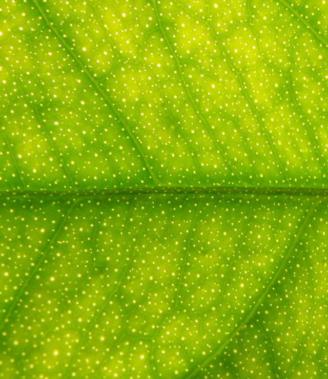 Translucent glands in Citrus
