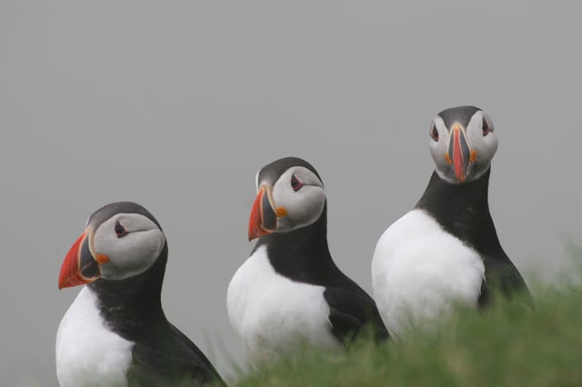 Atlantic puffins are very common and a part of the local cuisine: Faroese puffin.