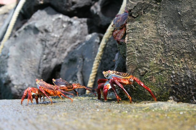 Grapsus grapsus on the rocks.