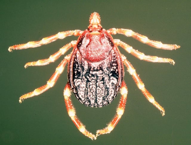 Hyalomma tick