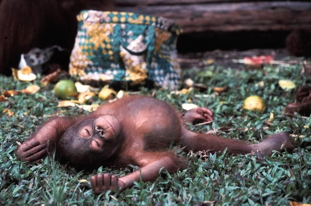The critically endangered Bornean orangutan, a great ape endemic to Borneo