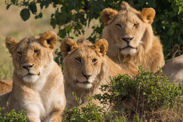 A lioness (left) and two males in Masai Mara
