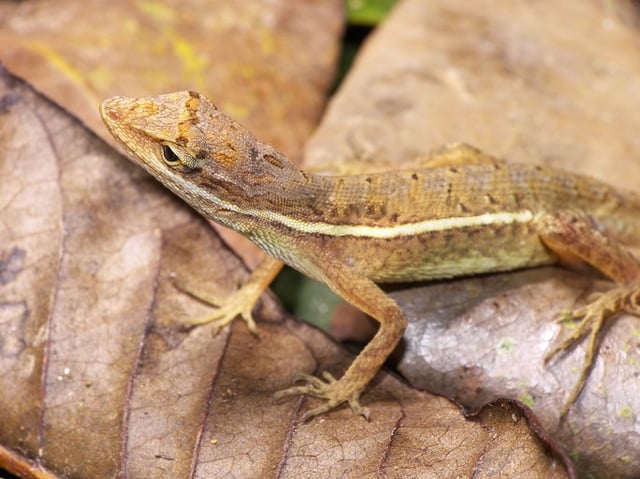 Norops auratus