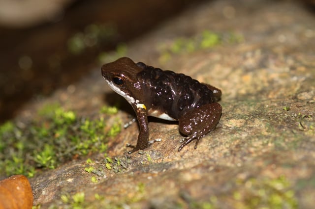 Male common rocket frog (Colostethus panamensis) carrying tadpoles on his back
