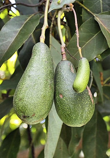 A seedless avocado, or cuke, growing next to two regular avocados