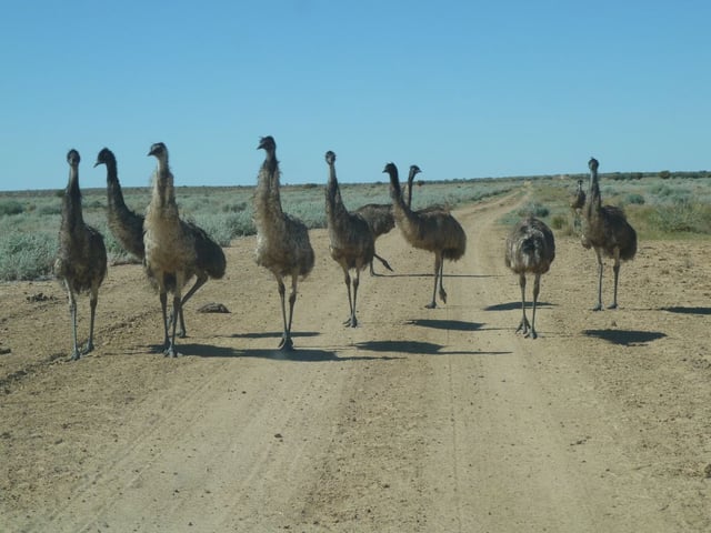 Emus in Simpson Desert