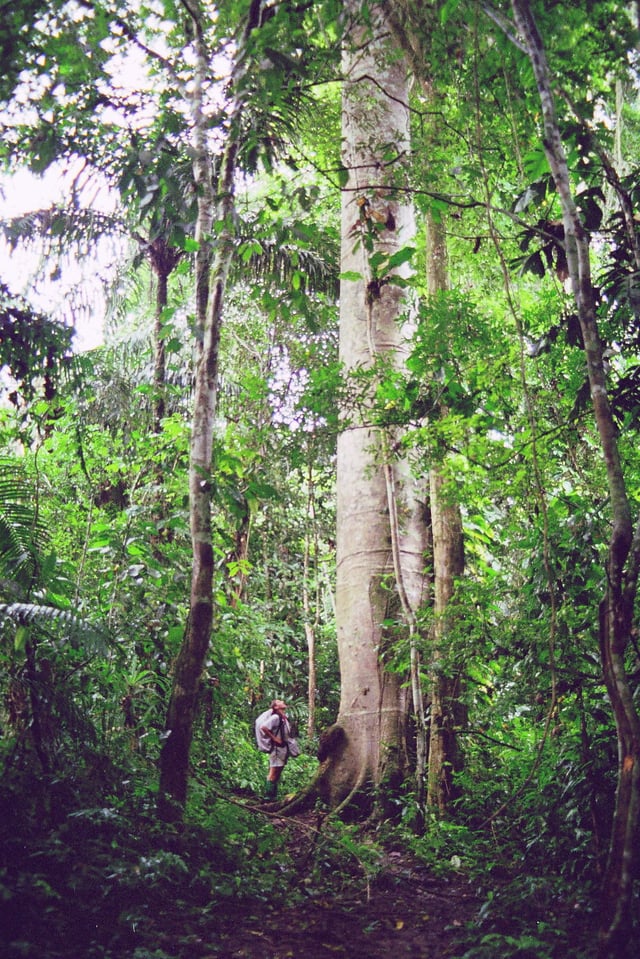 A Ceiba tree in the Darien Gap