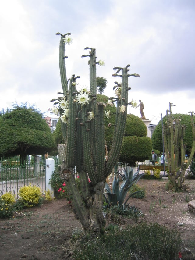 San Pedro, a psychoactive cactus
