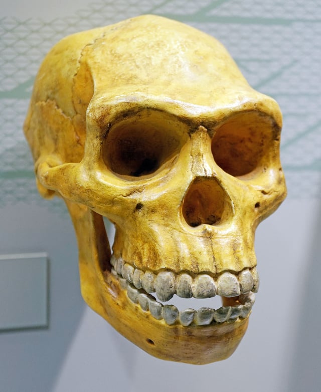 The skull of Homo erectus; note the large teeth.