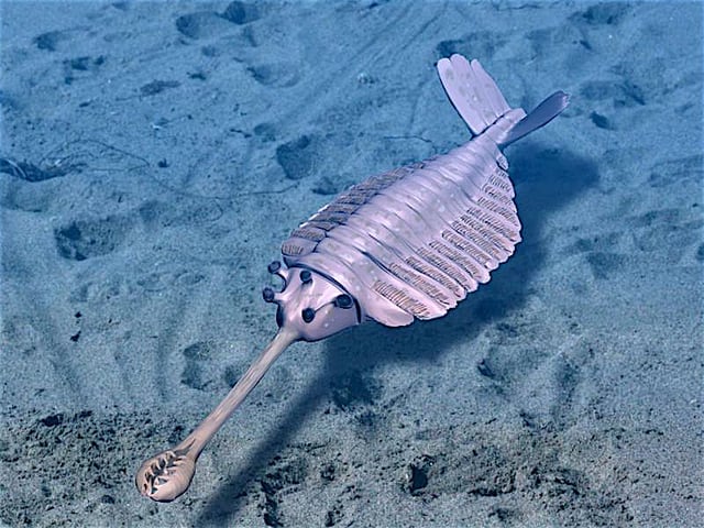 Opabinia sparked modern interest in the Cambrian explosion.