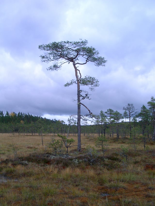 Peat bog in Dalarna, Sweden. Bogs and peatland are widespread in the taiga. They are home to a unique flora, and store vast amounts of carbon. In western Eurasia, the Scots pine is common in the boreal forest.