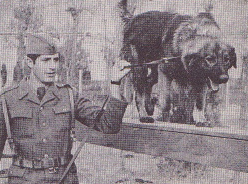 Training of Šarplaninac in Yugoslav People's Army